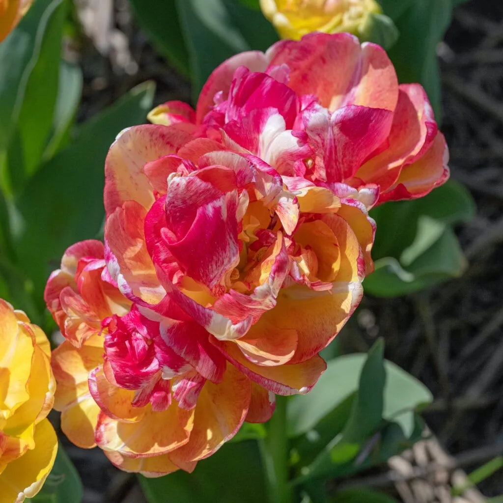 Double Blizz Tulip Bulbs