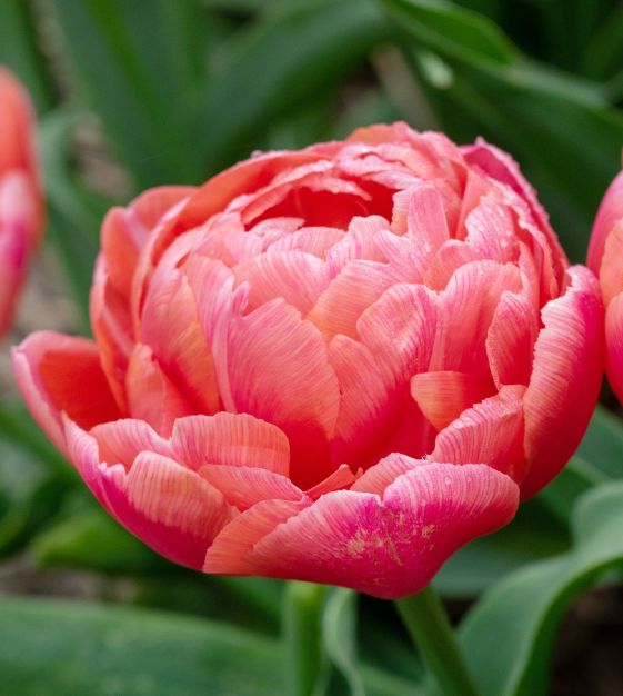 Etched Salmon Peony Tulip Bulbs