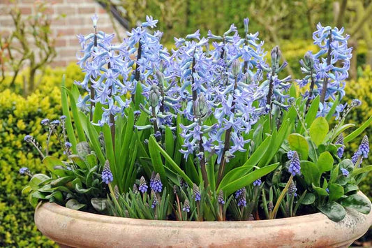 Multi stem "Multiflora" BLUE Hyacinth Bulbs