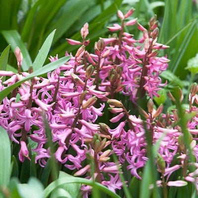 Multi stem "Multiflora" PINK Hyacinth Bulbs