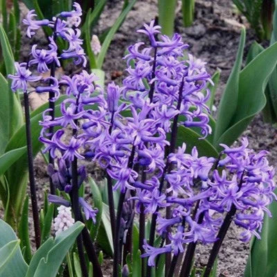 Multi stem "Multiflora" PINK Hyacinth Bulbs