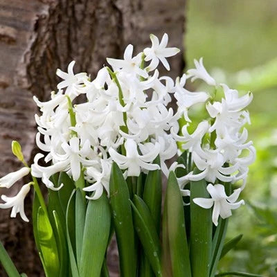 Multi stem "Multiflora" WHITE Hyacinth Bulbs