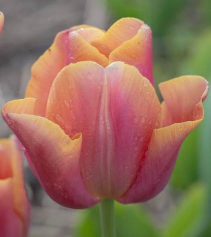 Jimmy Tulip Bulbs
