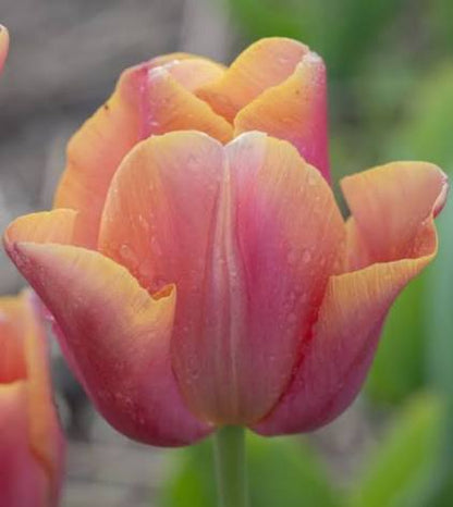 Jimmy Tulip Bulbs