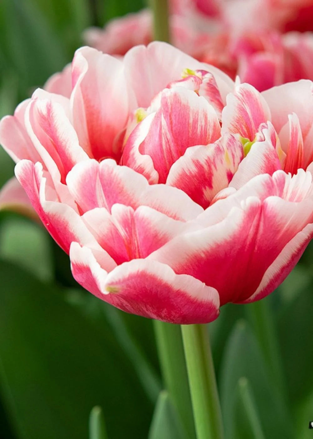Let's Dance Peony Tulip Bulbs