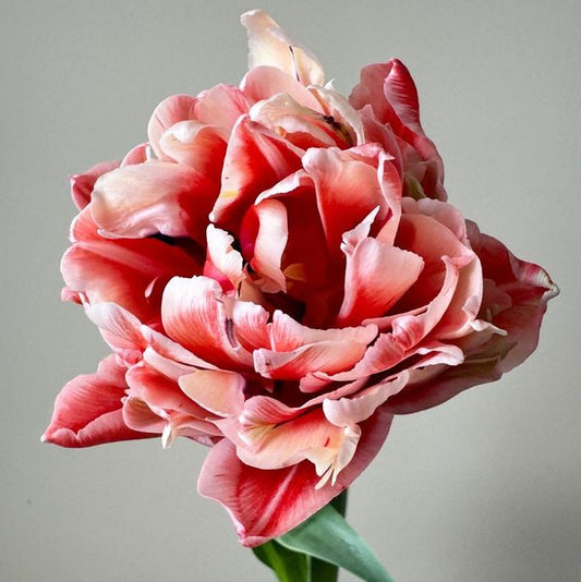 Marax Pride Peony Tulip Bulbs