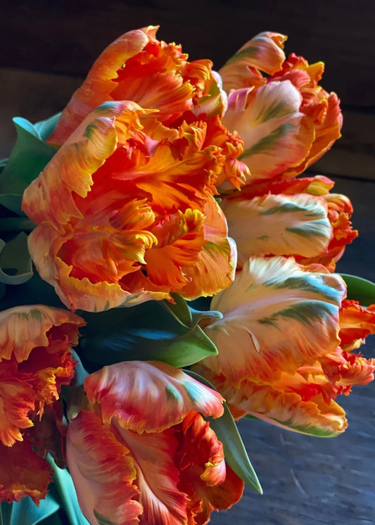Monarch Parrot Tulip Bulbs--prechilled only