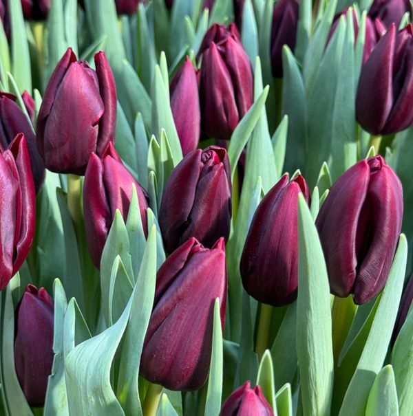 NIghtvision Tulip Bulbs