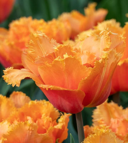 Orange Passion Fringed Peony Tulip Bulbs