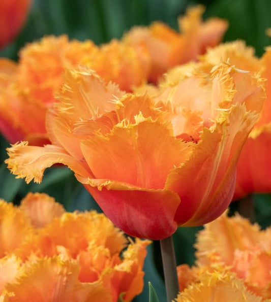 Orange Passion Fringed Peony Tulip Bulbs