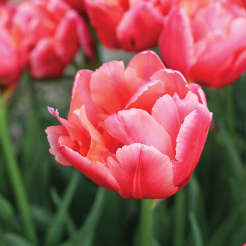 Salmon Symbiose Tulip Bulbs