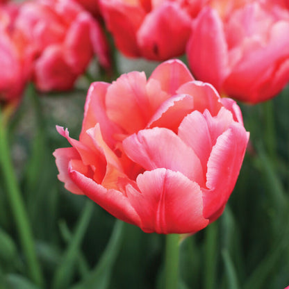 Salmon Symbiose Tulip Bulbs