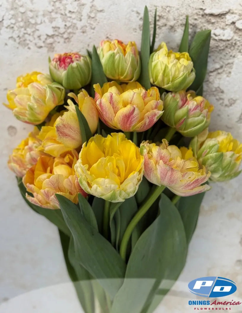 Sprinkle Dip Peony Tulip Bulbs