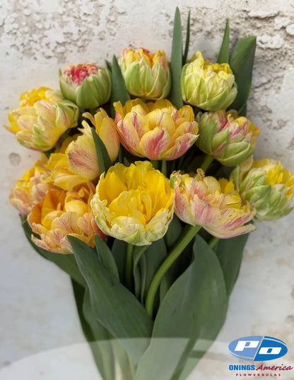 Sprinkle Dip Peony Tulip Bulbs