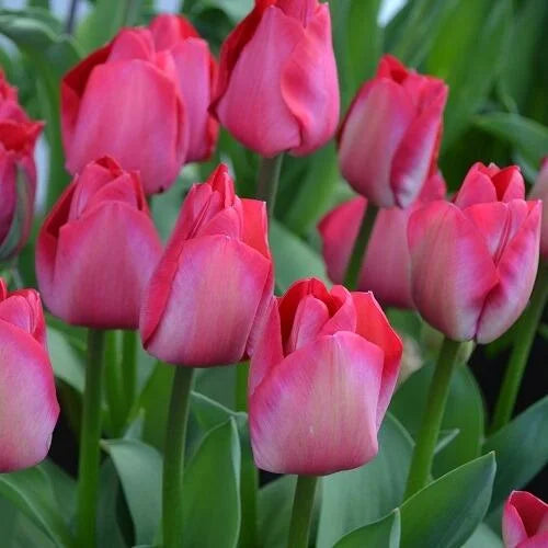Spyrng Tide Tulip Bulb