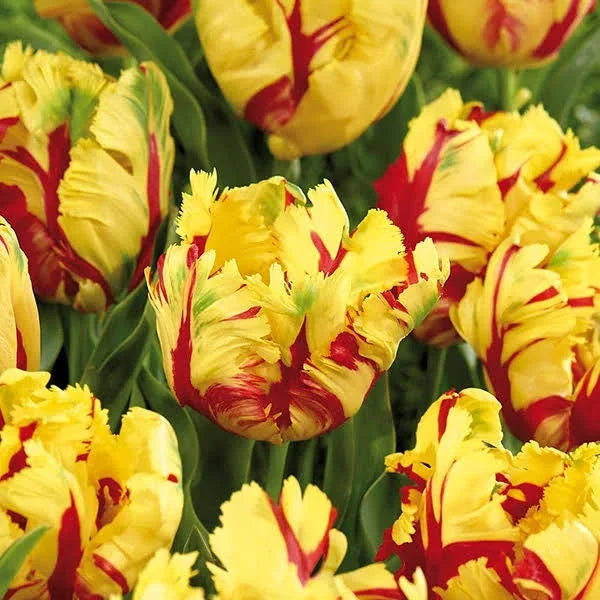 Texas Flame Tulip Bulbs