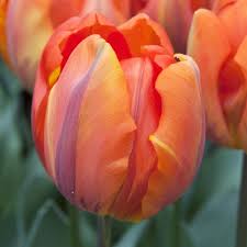 Hermitage Tulip Bulbs