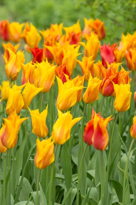 Vendee Globe Lily Flowering Tulip Bulb