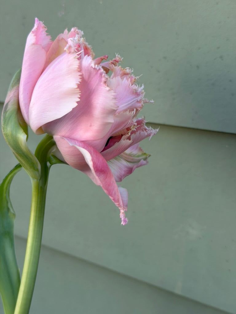 Pink Magic Double Fringed Peony Tulip Bulbs