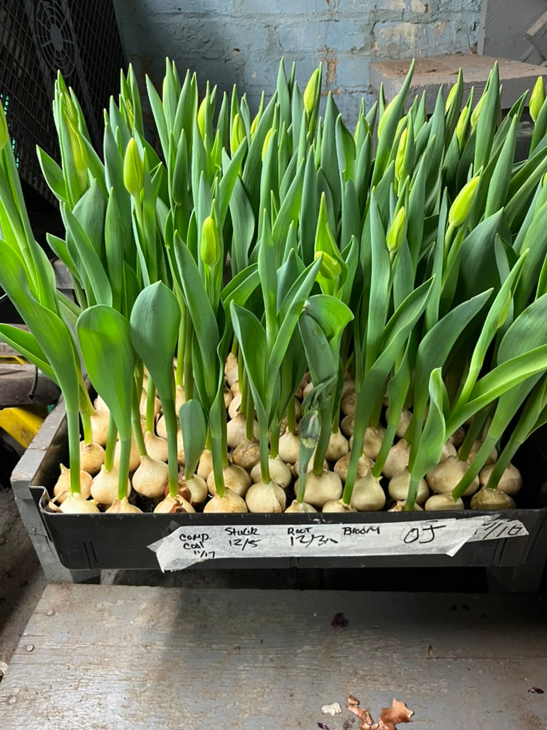 MAKE A BULB GARDEN WITH ME ONE ON ONE LESSON