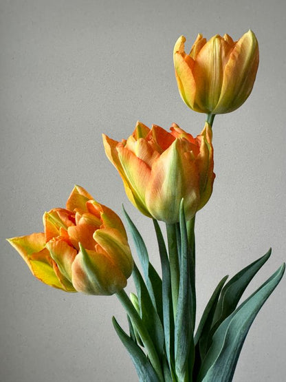 Monte Orange Peony Tulip Bulbs prechilled only
