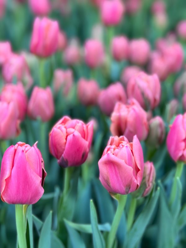 Pink Symbiose Tulip Bulbs--prechilled