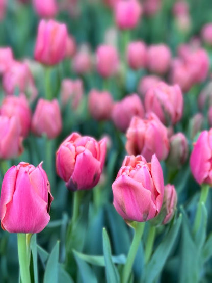 Pink Symbiose Tulip Bulbs--prechilled