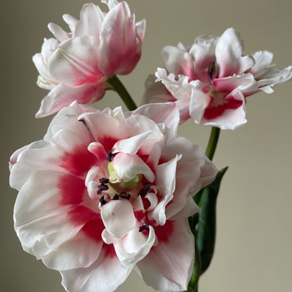 Sambuca Peony Tulip Bulbs--prechilled only
