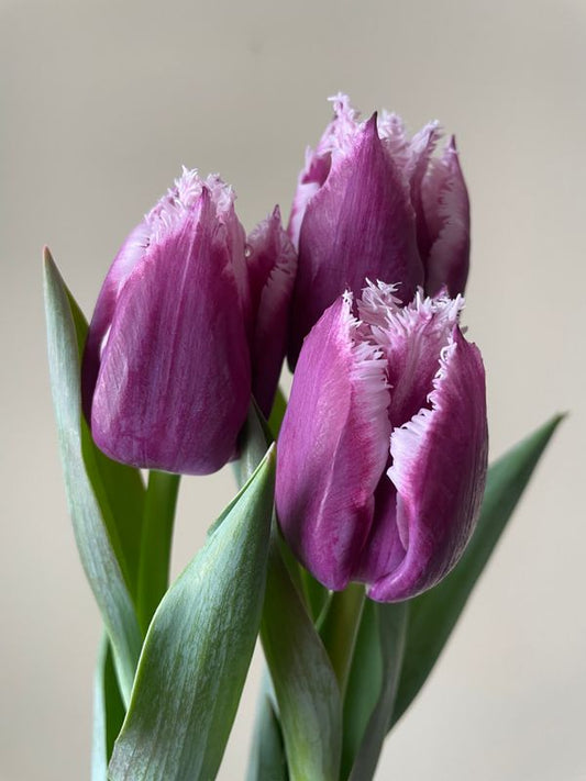 San Martin Fringed Tulip Bulbs
