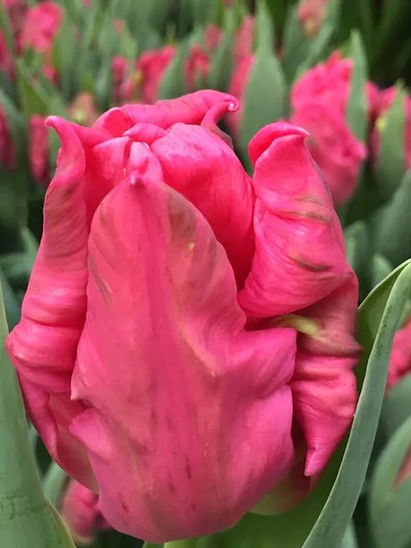 Marvel Parrot Tulip Bulbs--prechilled