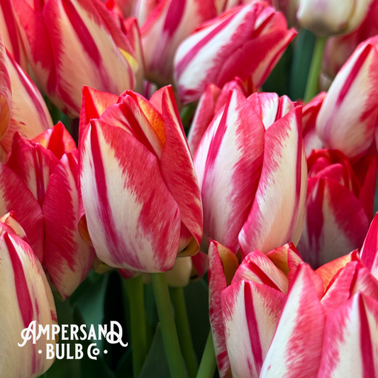 Spyrng Break Tulip Bulbs--prechilled