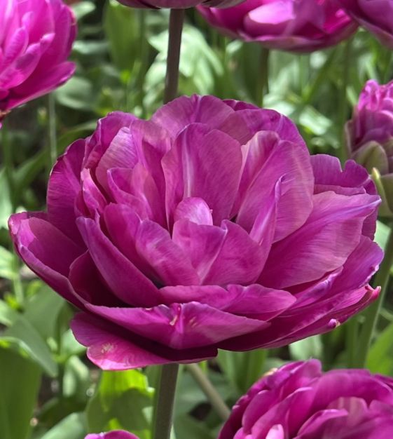 Blue Spectacle Peony Tulip Bulbs