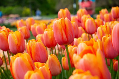Dordogne Tulip Bulbs
