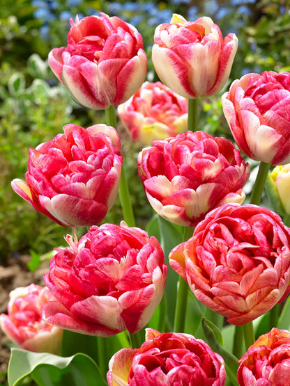 Double Blizz Tulip Bulbs