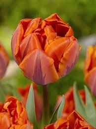 Hermitage Tulip Bulbs