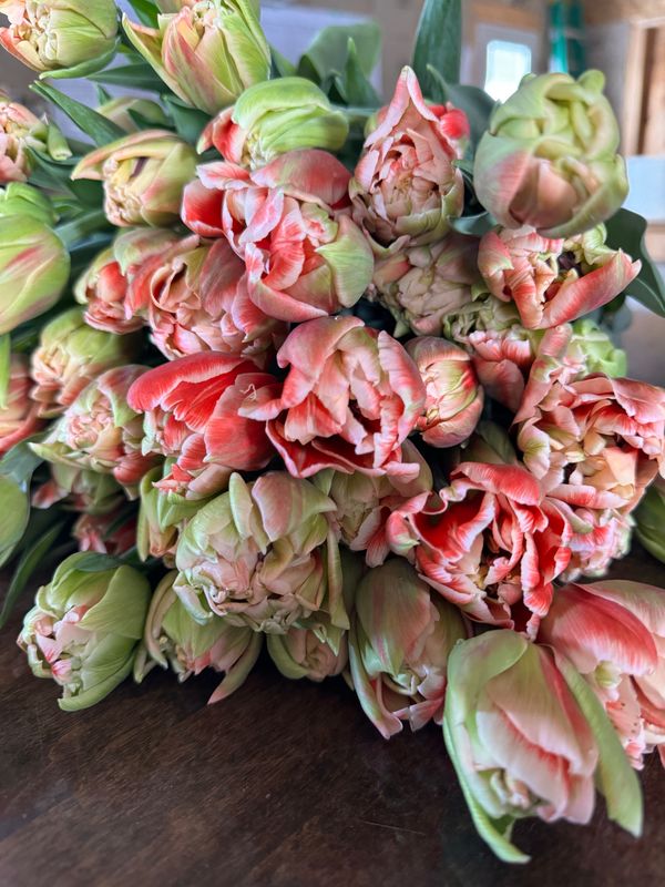 Marax Pride Peony Tulip Bulbs