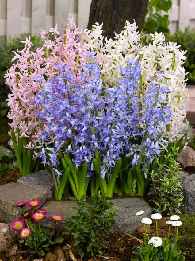 Multi stem "Multiflora" PINK Hyacinth Bulbs