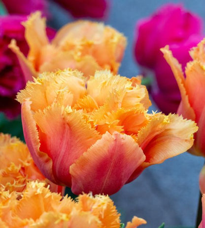Orange Passion Fringed Peony Tulip Bulbs