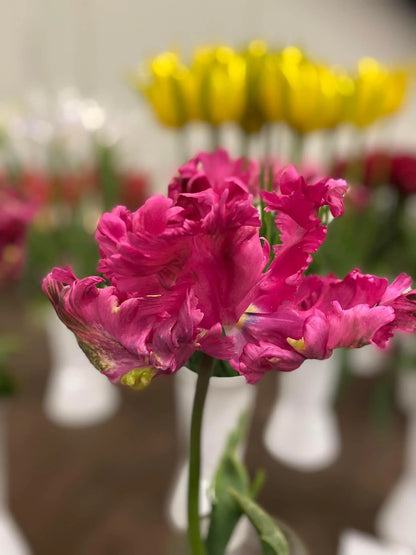 Power Parrot Tulip Bulbs