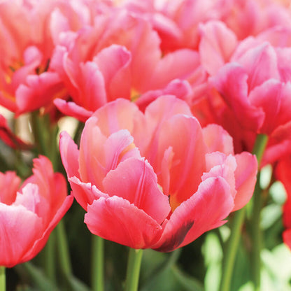 Salmon Symbiose Tulip Bulbs