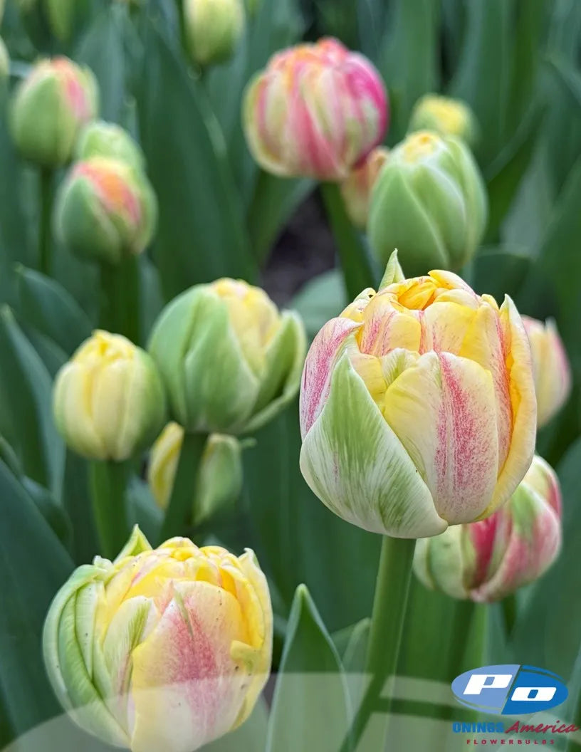 Sprinkle Dip Peony Tulip Bulbs