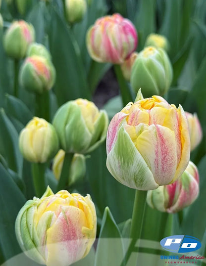 Sprinkle Dip Peony Tulip Bulbs