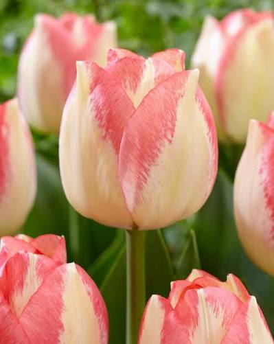 Spyrng Sunrise Tulip Bulb