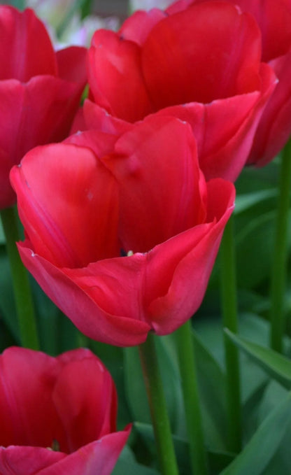 Spyrng Tide Tulip Bulb
