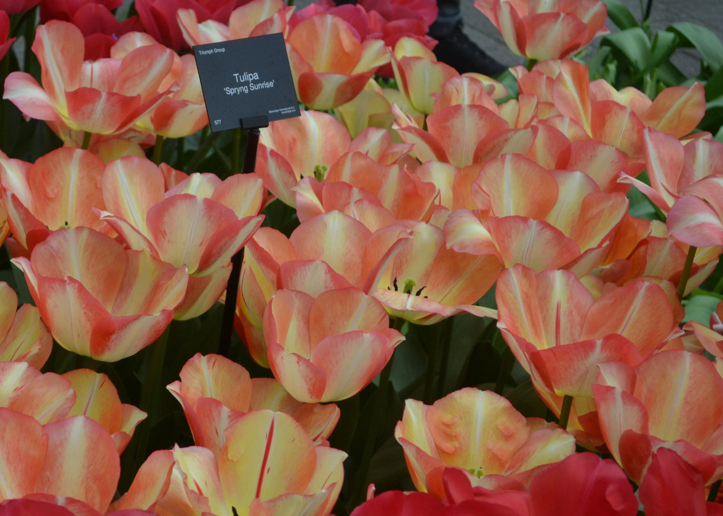 Spyrng Sunrise Tulip Bulb