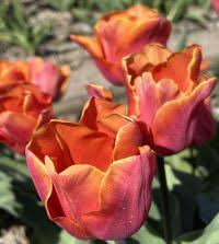 Jimmy Tulip Bulbs