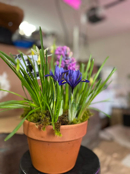 Breath of Spring Tabletop bulb garden PICK UP LOCAL ONLY