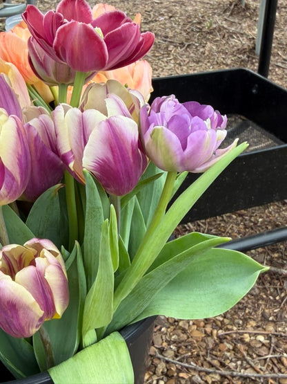 Happy Feet Tulip Bulbs