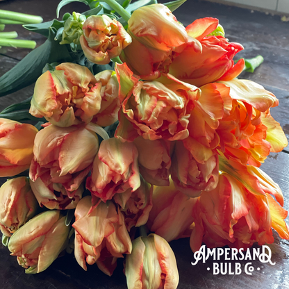 Monte Orange Peony Tulip Bulbs prechilled only