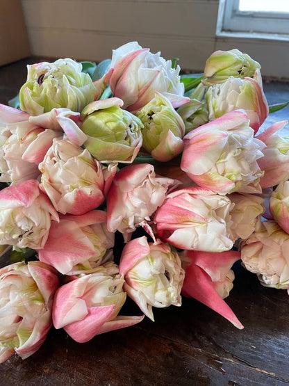 Sambuca Peony Tulip Bulbs--prechilled only